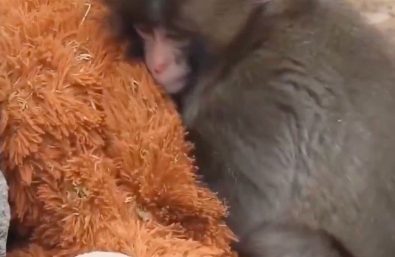 Et si l'histoire du singe Punch, abandonné par sa mère, était un reflet de nos propres blessures affectives ?