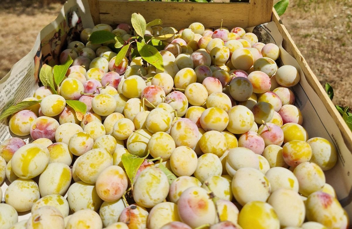 Voici l’astuce infaillible pour reconnaître de bonnes mirabelles mûres en un coup d’œil