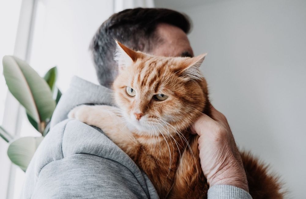 La toxoplasmose pourrait être une cause d’infertilité masculine
