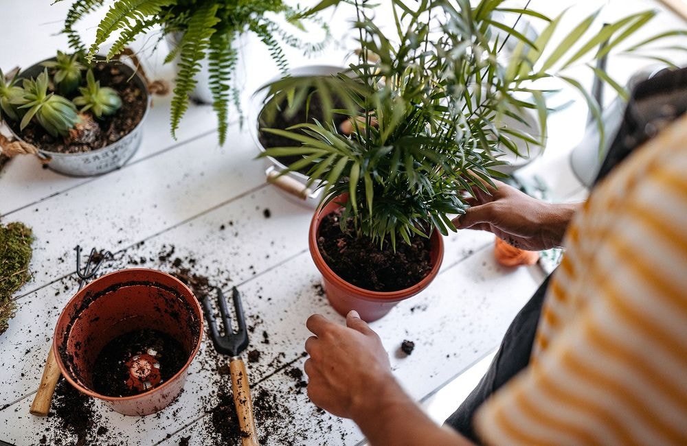 Ces plantes à ne pas mettre dans un pot en terre cuite