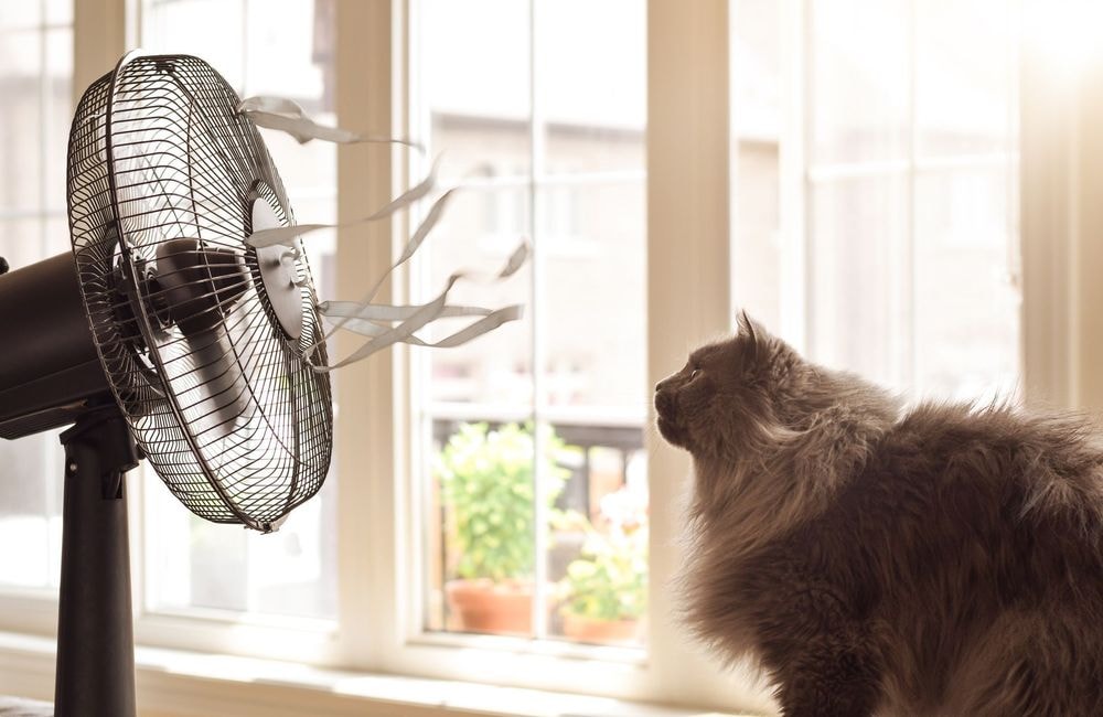 Canicule : ne laissez pas votre chat accéder à ces espaces de la maison