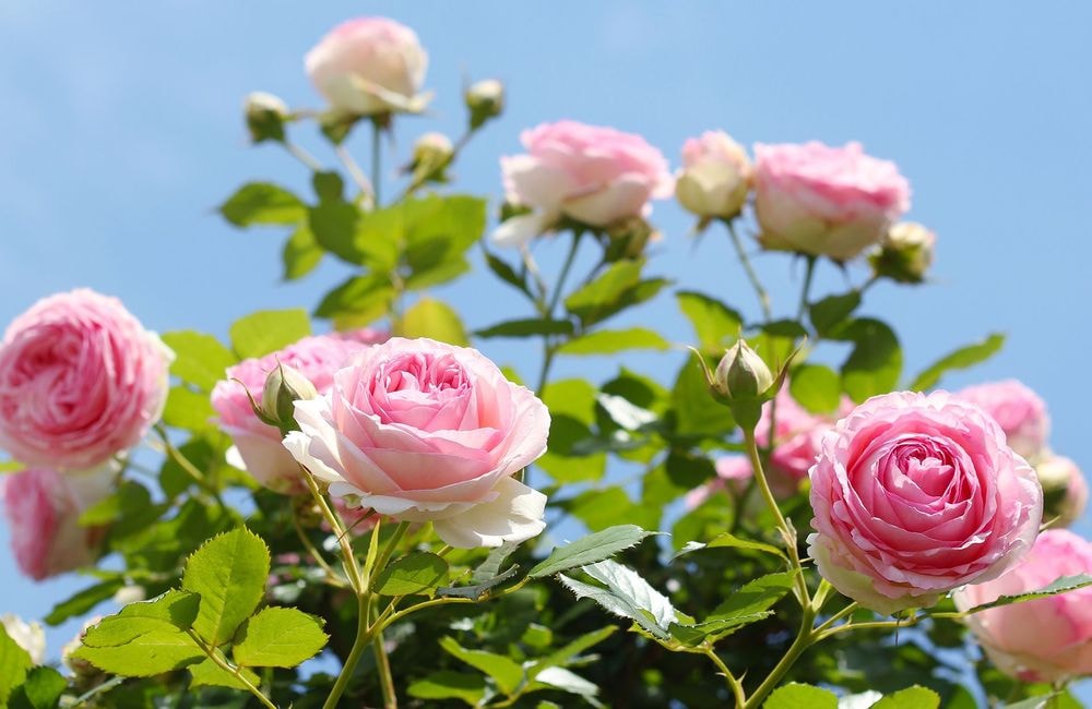 Quand faut-il planter ses rosiers ?