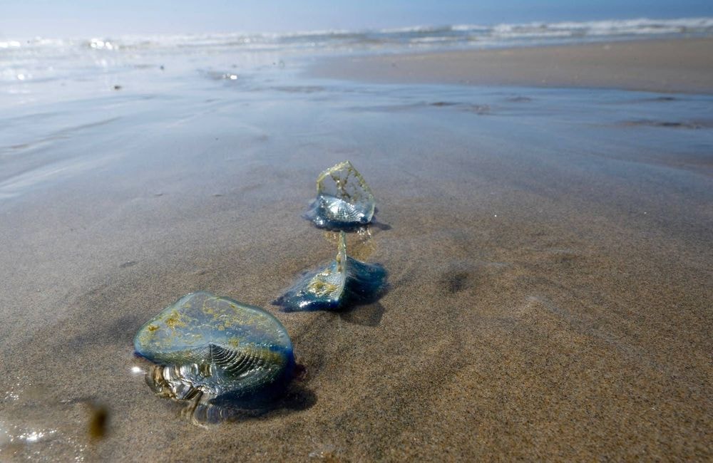 Alerte aux physalies sur les plages françaises : que faire si on se fait piquer par cet animal proche de la méduse ?