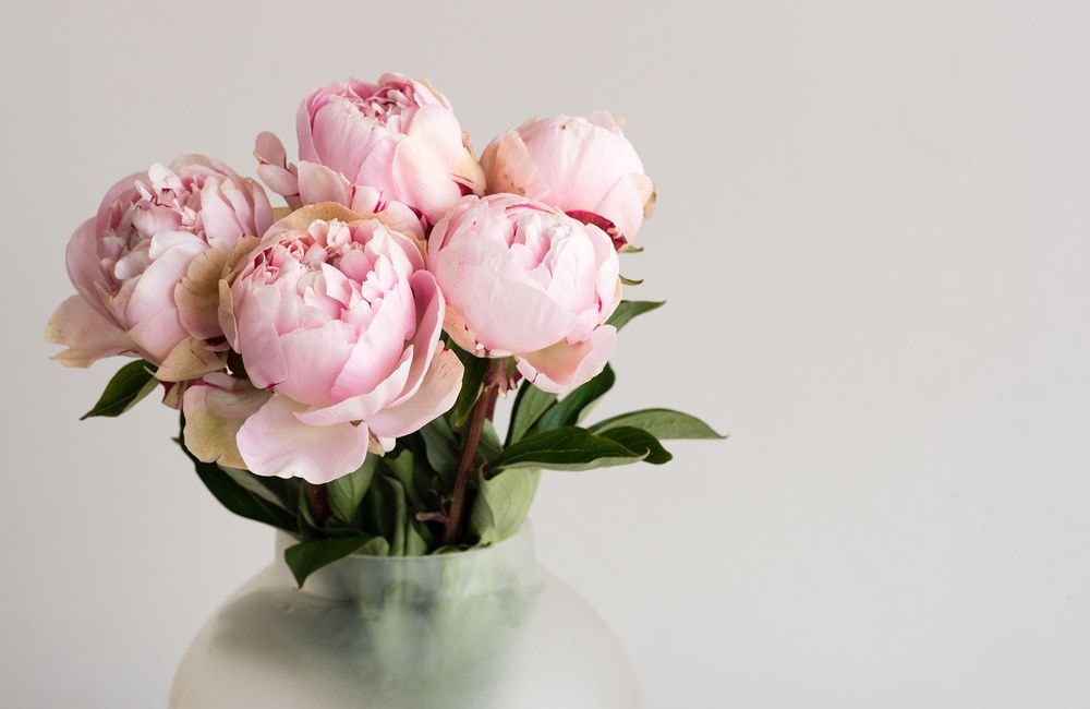 Cette astuce simple prolongera la durée de vie d’un bouquet de pivoines