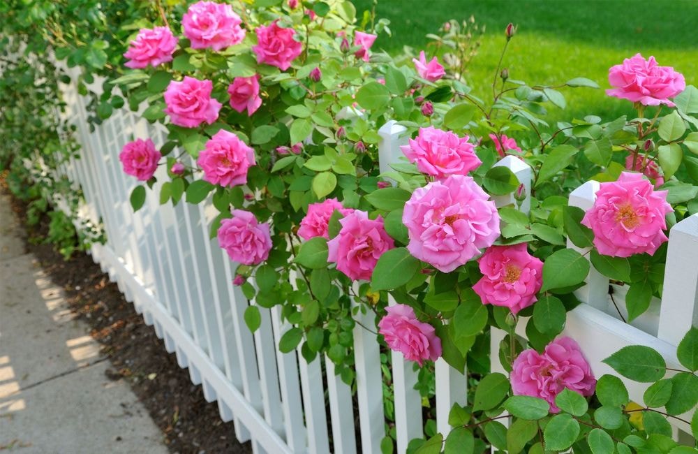 6 astuces de jardinier pour avoir de beaux rosiers en pleine santé