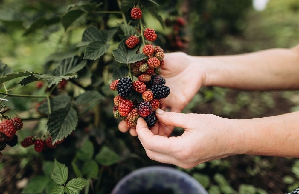 Comment bien choisir les fruits rouges ?