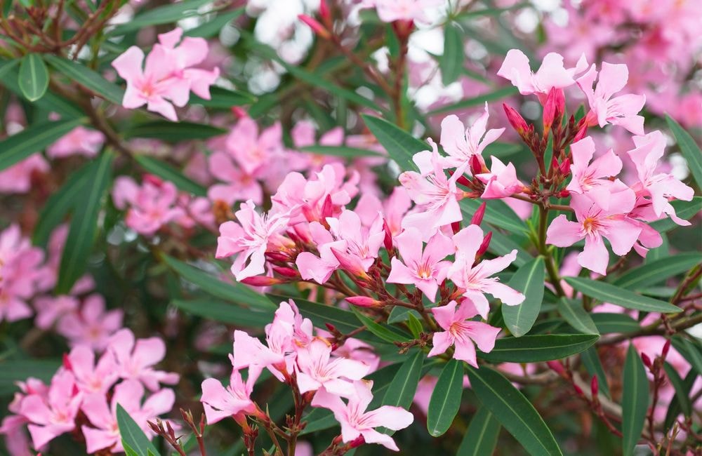 Comment cultiver le laurier rose ?