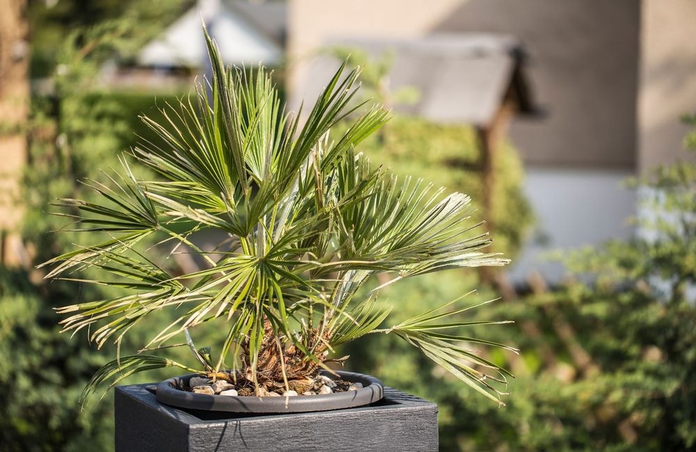 Cette plante canon est idéale pour le balcon ou la terrasse et peut rester dehors toute l'année