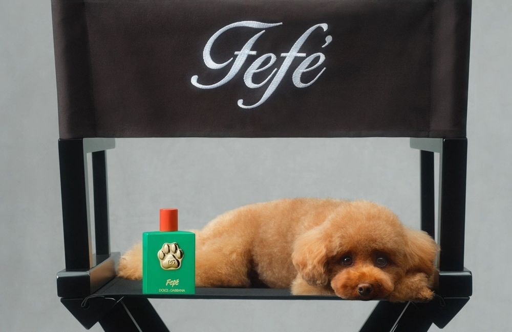 Dolce & Gabbana : le chien de Domenico fait le beau pour le lancement d'un parfum canin