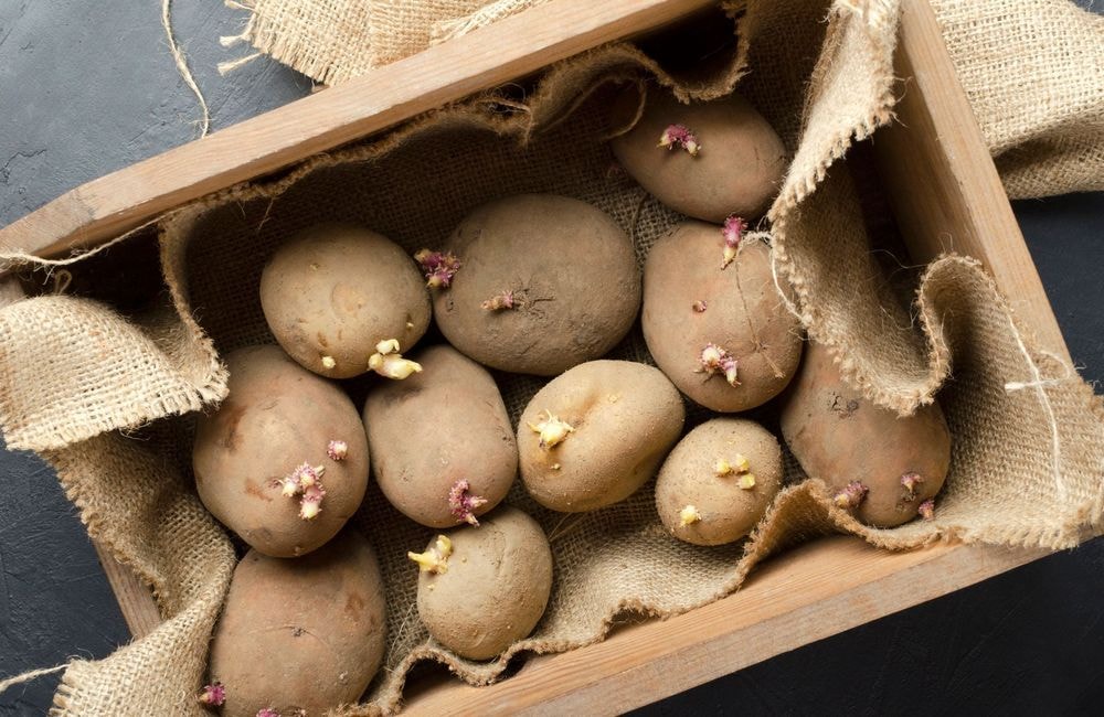 Voici pourquoi il ne faut surtout pas manger les pommes de terre trop germées