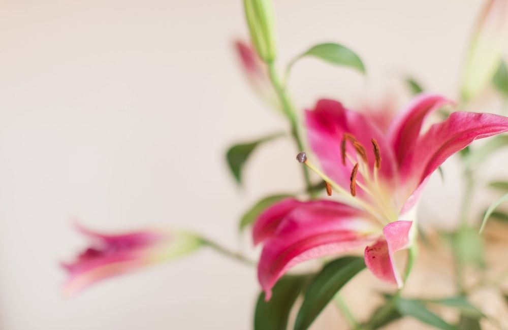 4 fleurs à offrir à Pâques