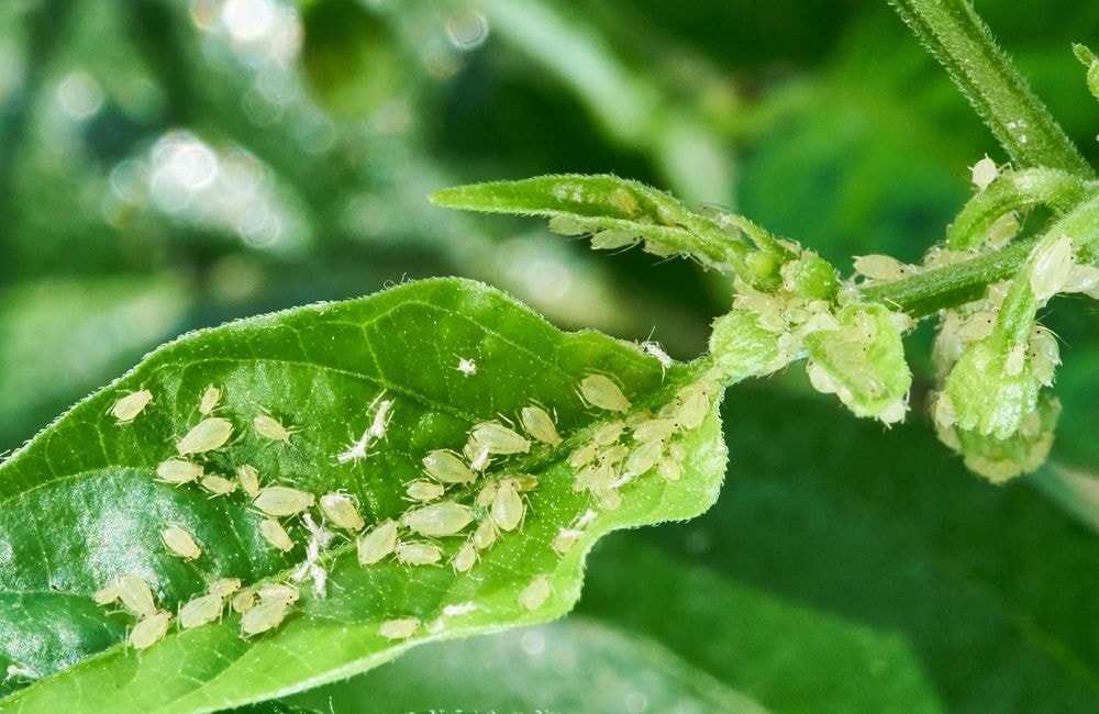 Toutes les astuces pour venir à bout des pucerons naturellement