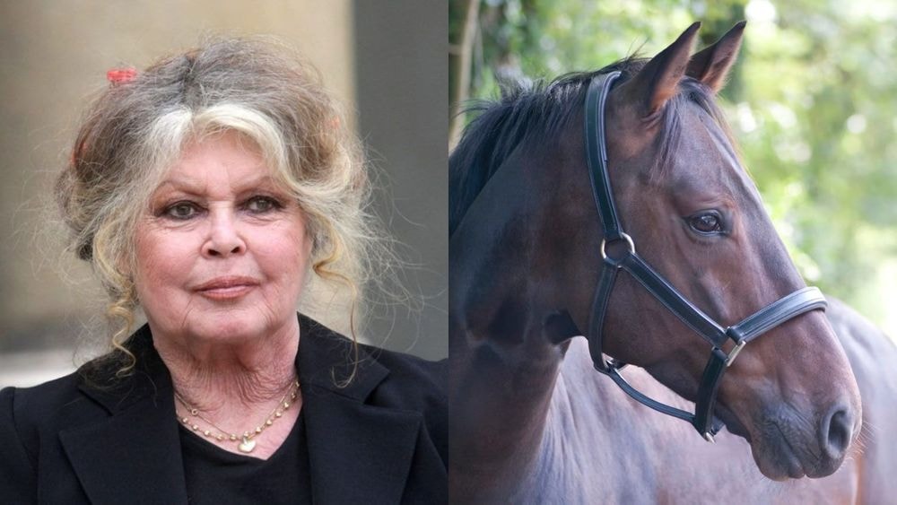 Brigitte Bardot : en plein hommage, un cheval entre dans l'église et créer la surprise, la raison dévoilée !