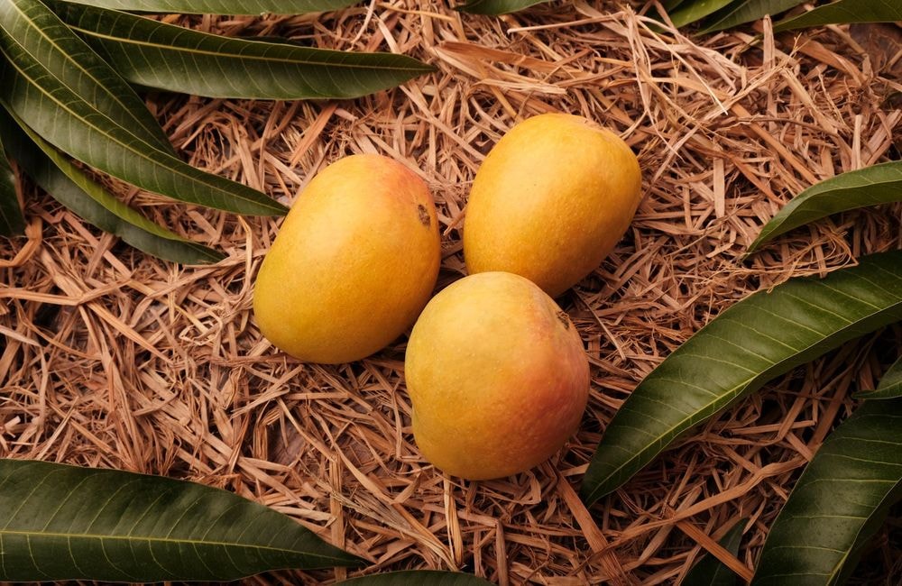 Comment faire murir la mangue plus rapidement ?