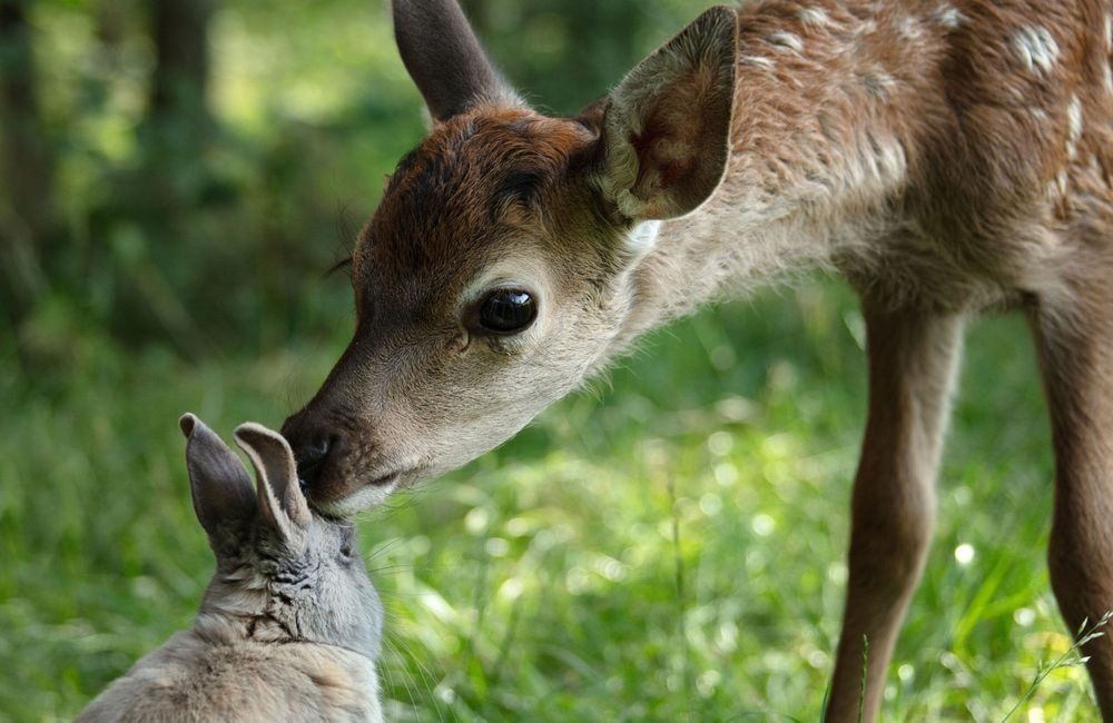 « Bambi » raconté par Mylène Farmer : la bande-annonce est sortie