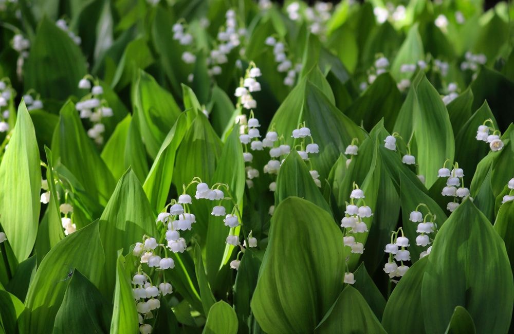 Le muguet, donnez-lui une deuxième chance au jardin