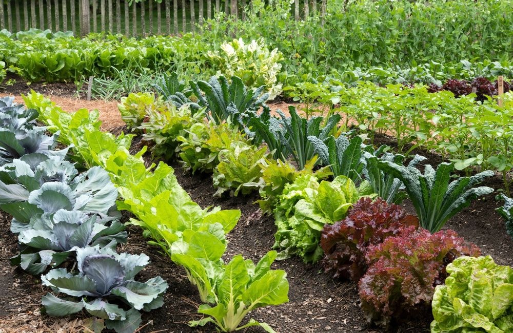 Nos meilleures astuces pour garder votre potager en vie pendant vos vacances