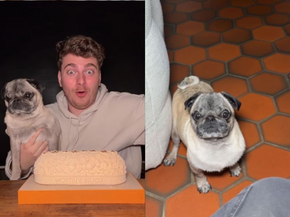 Cyril Schreiner : l'enlèvement de son chien Albert, un plan de longue date ? Les preuves s'accumulent !