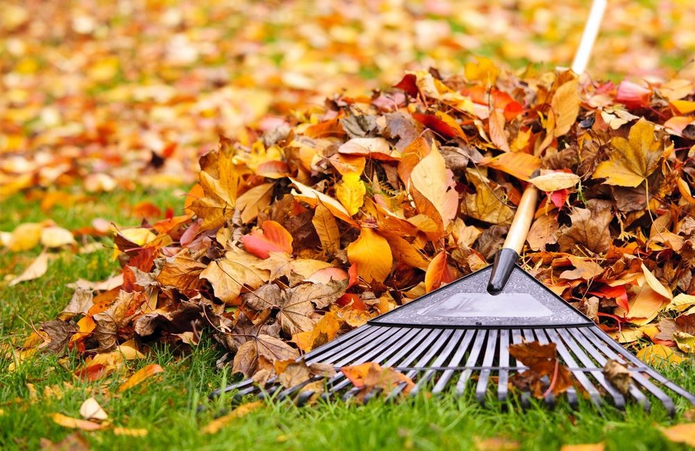 Que faire des feuilles mortes en automne ?