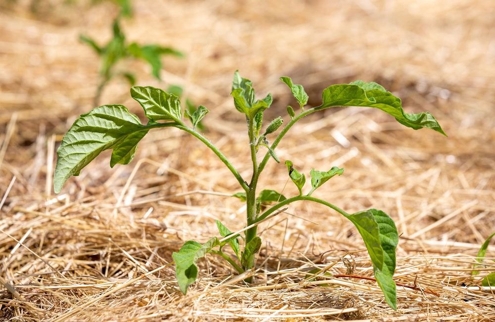 Le paillage au potager, un geste écoresponsable
