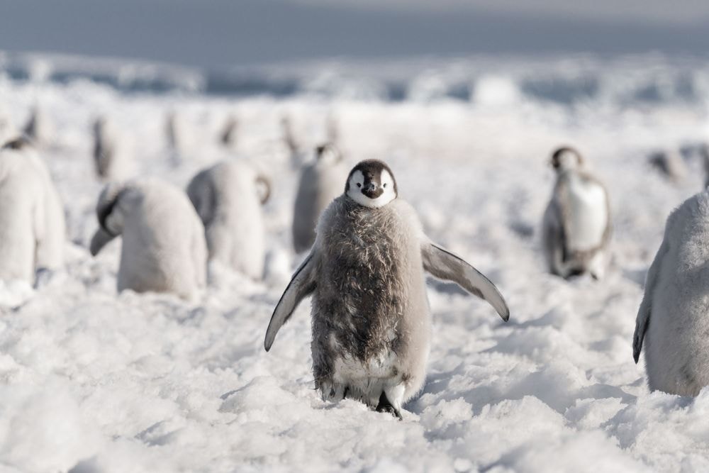 5 choses que vous ne savez pas sur l’Antarctique