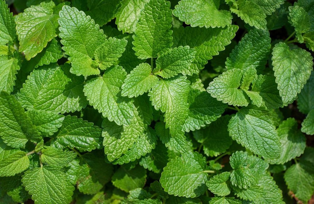 Cultiver la mélisse, une aromatique surprenante