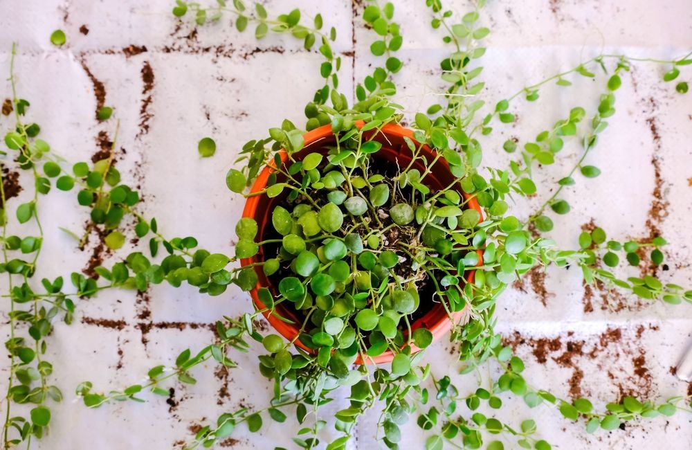 Cette astuce vous permet d’arroser naturellement vos plantes