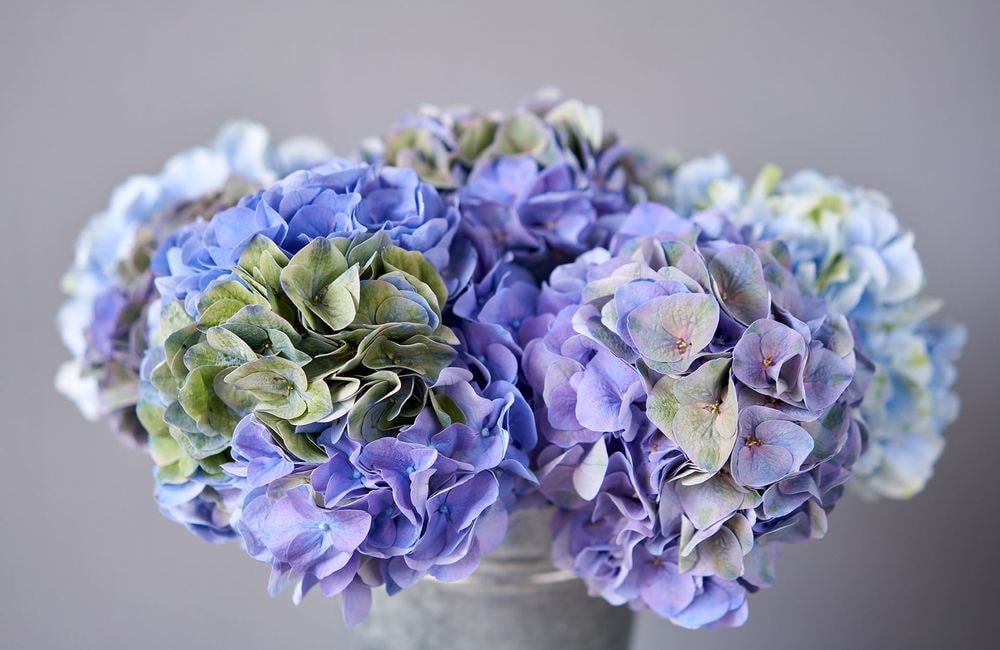 Comment garder ses hortensias bleus ?