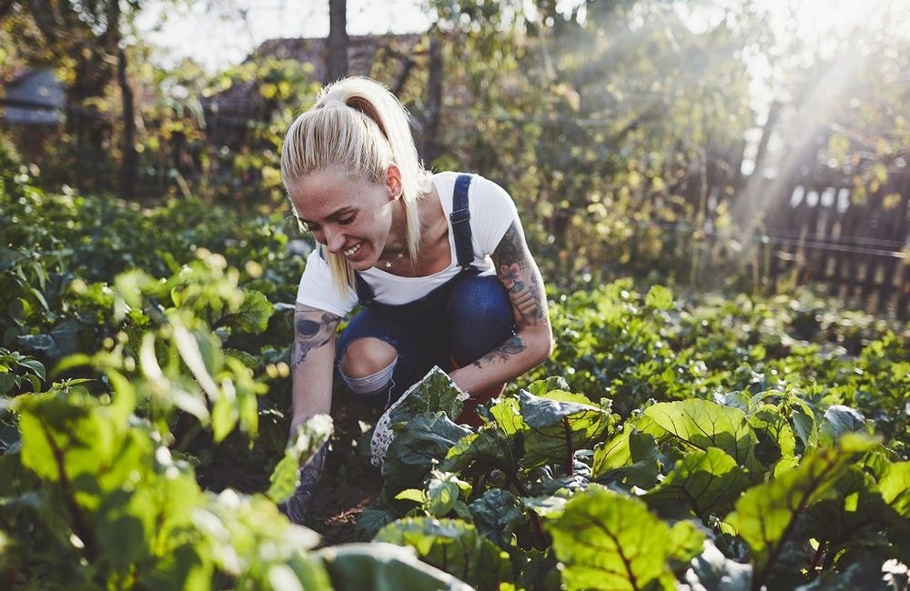 Que faire au jardin en juillet ?