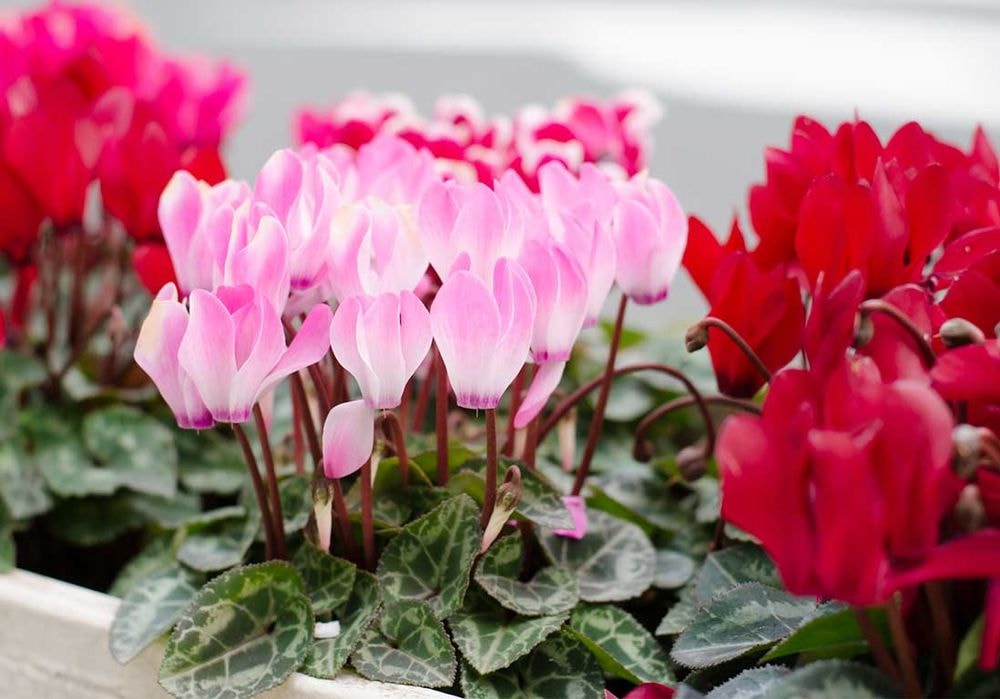 Cyclamen : fleurir dedans-dehors de l’automne au printemps