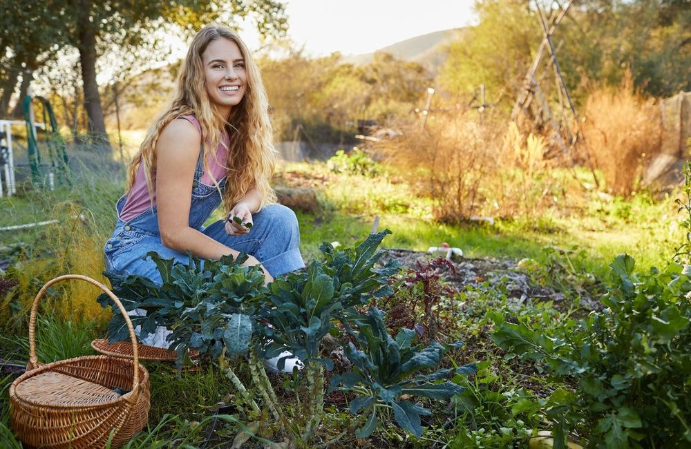 Automne : quel semis et plantations faire au potager ?