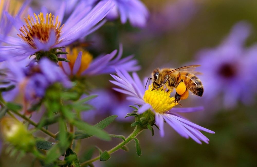 5 plantes pour développer la biodiversité au jardin
