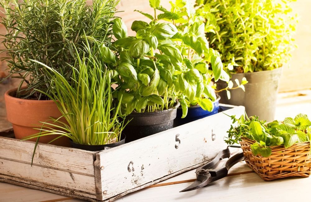 Voici les 5 meilleures herbes aromatiques à intégrer à votre alimentation