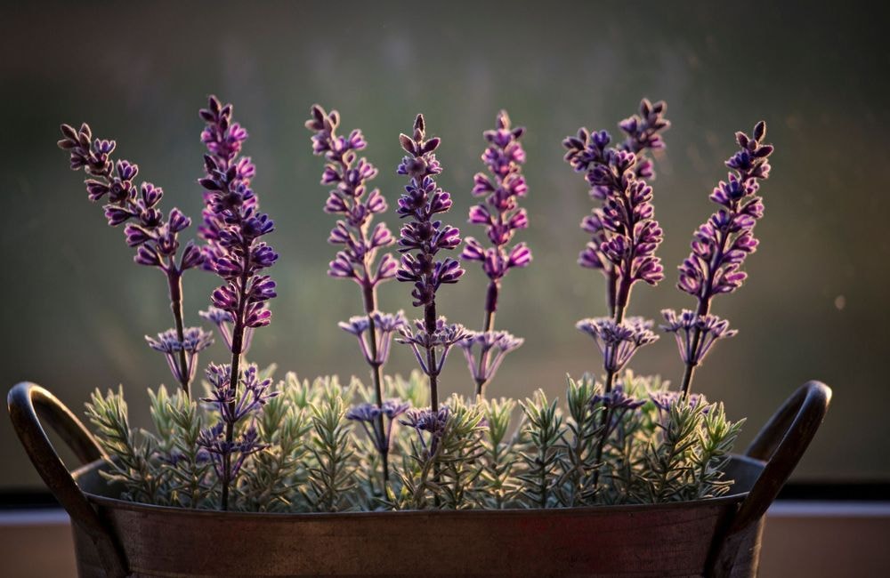 5 plantes idéales pour parfumer son intérieur en été
