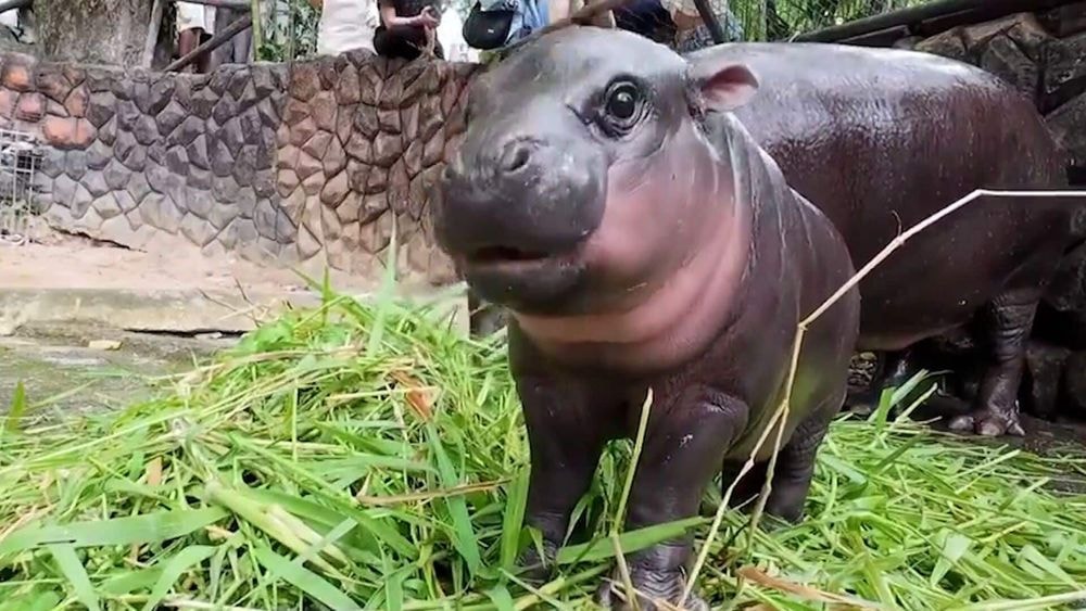 "C’était très court mais ça en valait le coup" : une TikTokeuse parcourt 13 000 km pour rencontrer l’hippopotame Moo Deng, star des réseaux sociaux