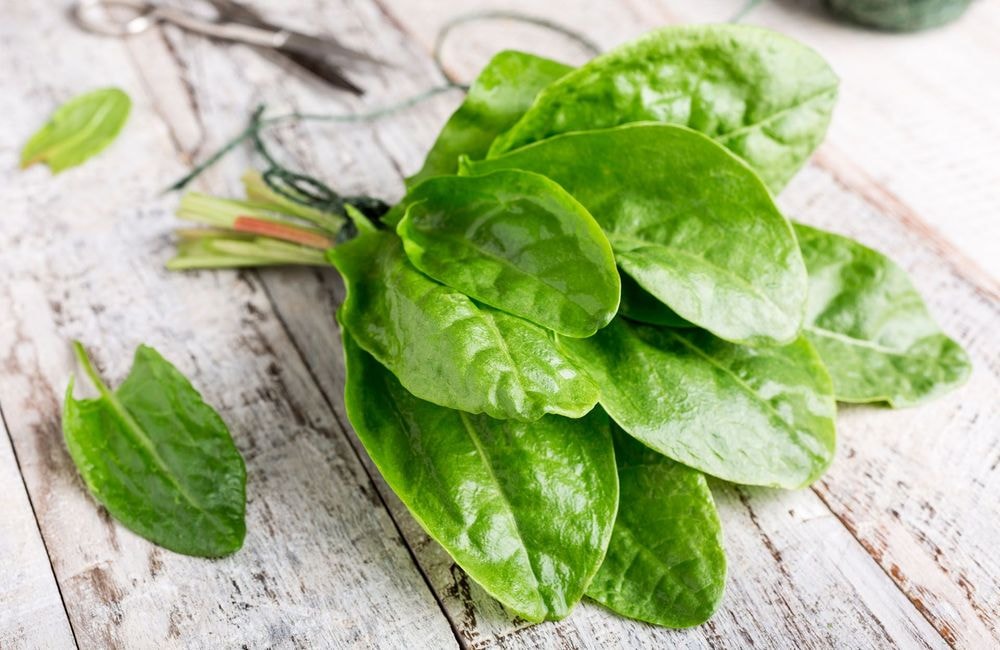 Comment cultiver l’oseille au potager ?