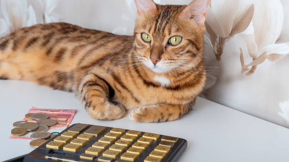 5 000 euros, 100 000 euros... Combien êtes-vous prêts à dépenser pour votre animal de compagnie ?