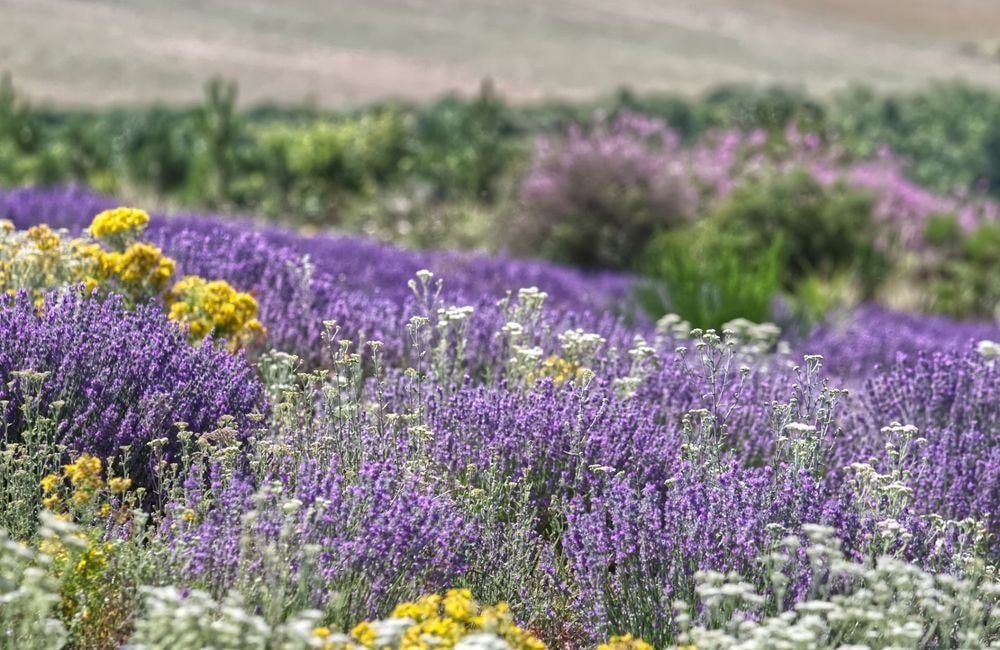 5 plantes qui ne nécessitent pas d’arrosage l’été