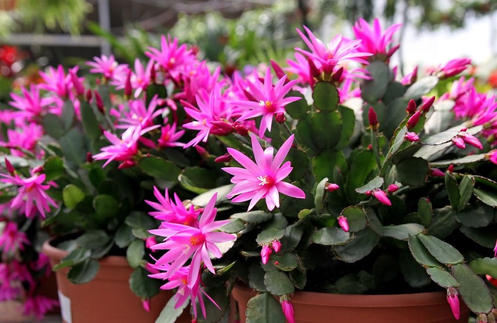 Rhipsalidopsis, comment entretenir un cactus de Pâques