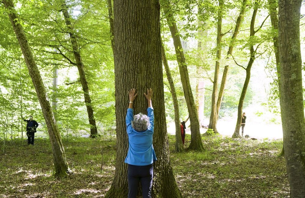 Phénomène : pourquoi tout le monde se perche dans des arbres ?