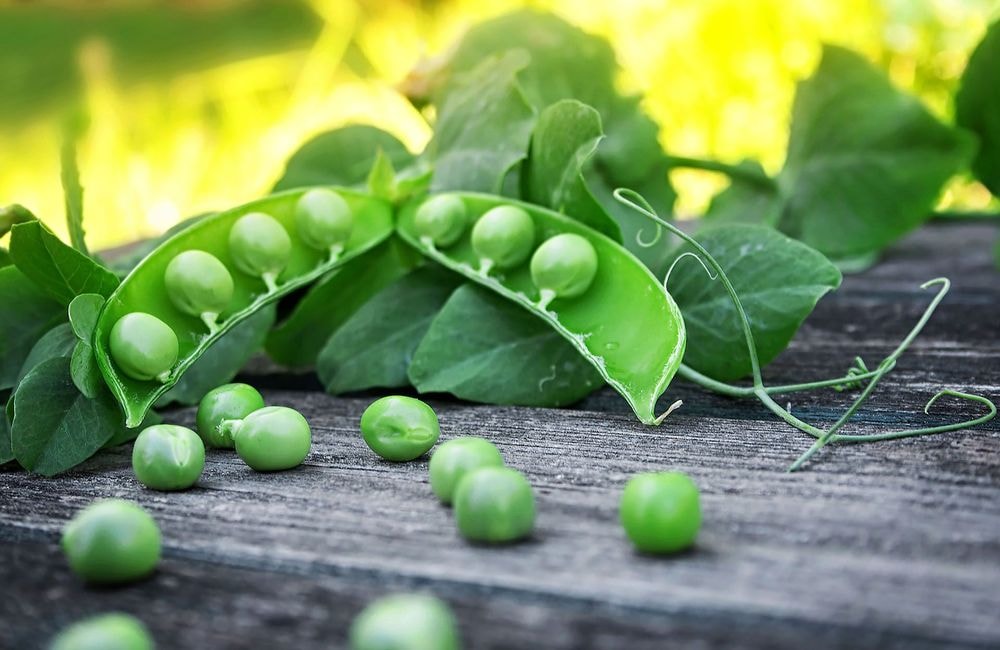 Comment réussir la culture des petits pois ?