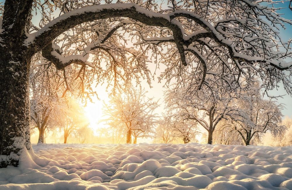 Janvier, comment chouchouter les arbres fruitiers ?