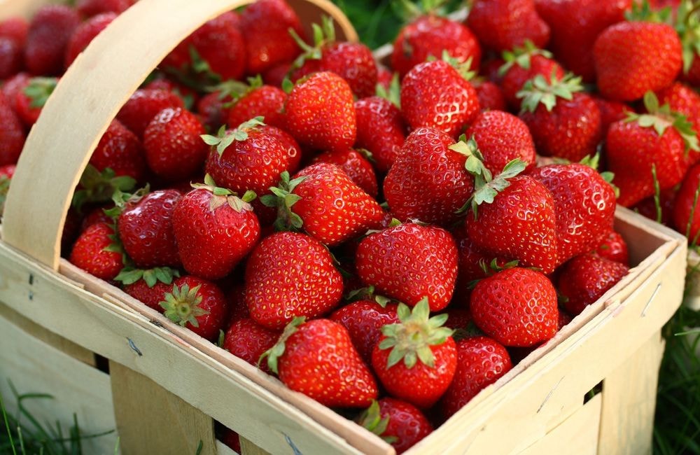 Comment bien choisir les fraises ?