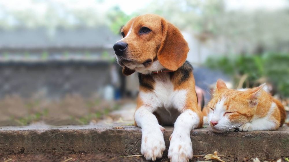 Assurance pour animaux, meilleurs placements en 2025, Wero arrive : les 3 infos de ce 25 septembre
