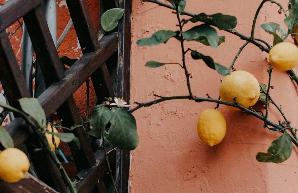 L’astuce de jardinier pour réussir à avoir de beaux citrons à la maison (même en pot)