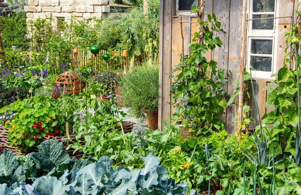 Découvrez cette méthode pour optimiser la croissance des légumes au potager