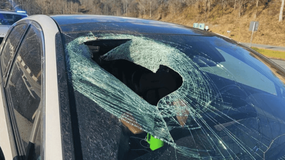 "Ça l’a explosé…" : un aigle lâche un chat sur le pare-brise d’une automobiliste !