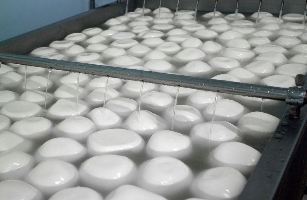 Mozzarella di bufala : derrière l’image idyllique, les réalités de la production interrogent