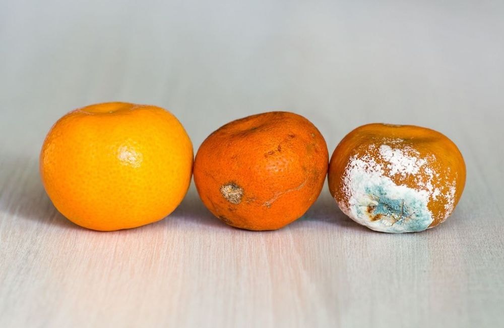 Peut-on consommer un aliment après avoir retiré la partie moisie ?