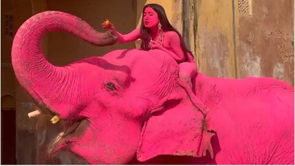 Un éléphant peint en rose pour un shooting décède, la photographe accusée de maltraitance animale !